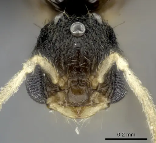 Tetramorium cognatum - CASENT0150524