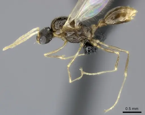 Tetramorium cognatum - CASENT0150524