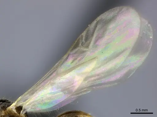 Tetramorium cognatum - CASENT0150524