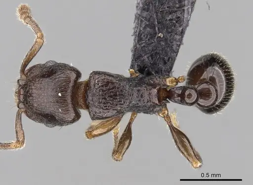 Tetramorium cognatum - CASENT0153610