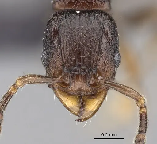 Tetramorium cognatum - CASENT0153610
