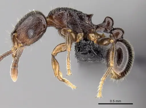 Tetramorium cognatum - CASENT0153610