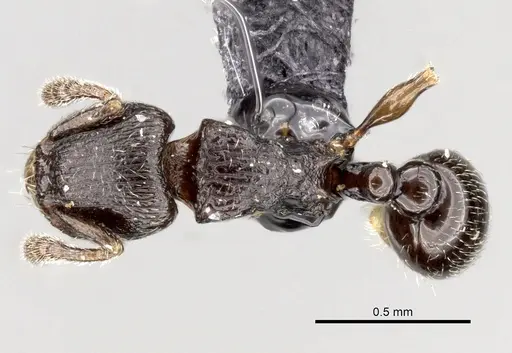 Tetramorium cognatum - CASENT0163743