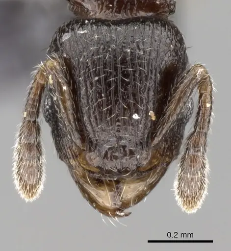 Tetramorium cognatum - CASENT0163743