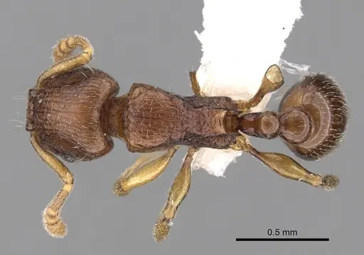 Tetramorium cognatum - CASENT0189130