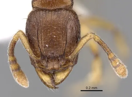 Tetramorium cognatum - CASENT0189130