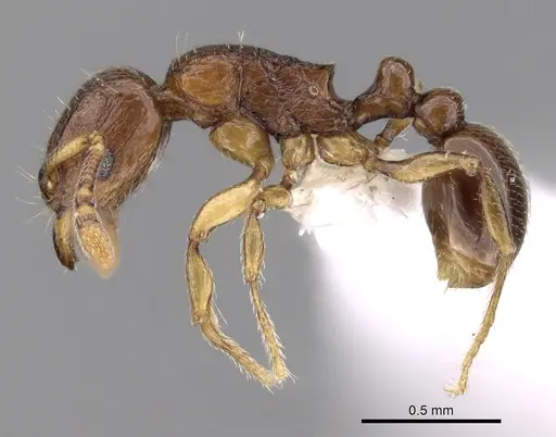 Tetramorium cognatum - CASENT0189130