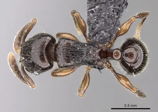 Tetramorium cognatum - CASENT0217757