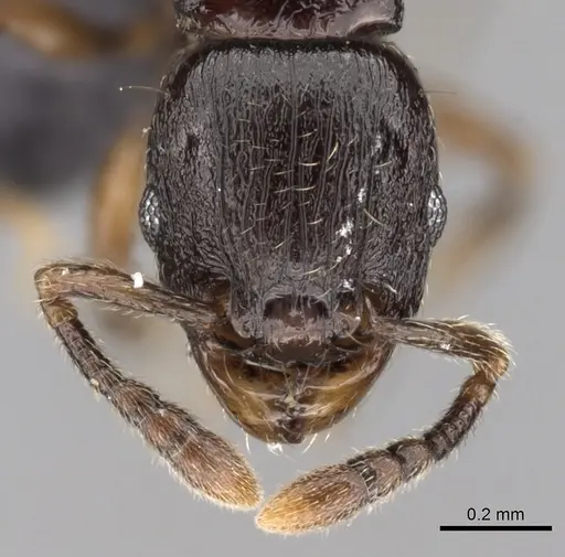 Tetramorium cognatum - CASENT0217757