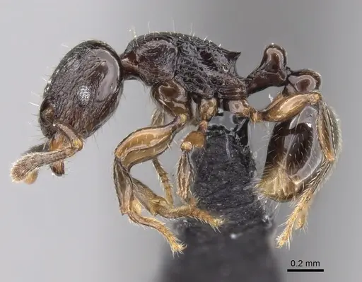 Tetramorium cognatum - CASENT0217757