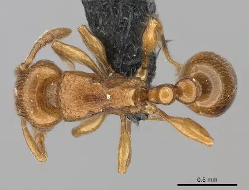 Tetramorium cognatum - CASENT0217758