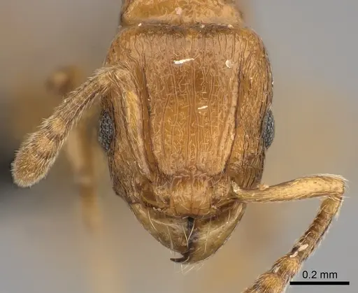 Tetramorium cognatum - CASENT0217758