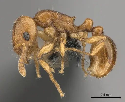 Tetramorium cognatum - CASENT0217758