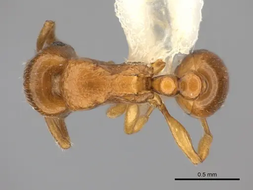 Tetramorium cognatum - CASENT0218009