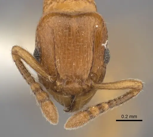 Tetramorium cognatum - CASENT0218009
