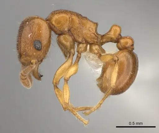 Tetramorium cognatum - CASENT0218009