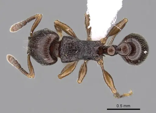 Tetramorium cognatum - CASENT0414920