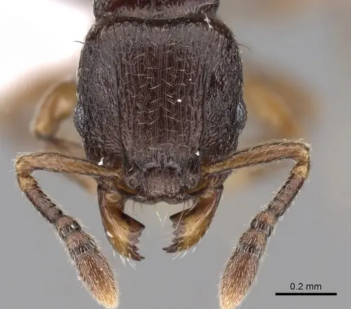 Tetramorium cognatum - CASENT0414920