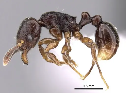 Tetramorium cognatum - CASENT0414920