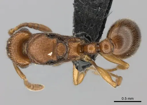 Tetramorium cognatum - CASENT0496418