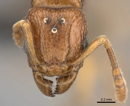 Tetramorium cognatum - CASENT0496418