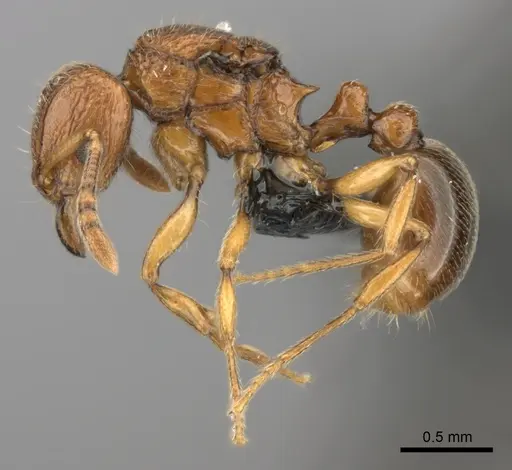 Tetramorium cognatum - CASENT0496418