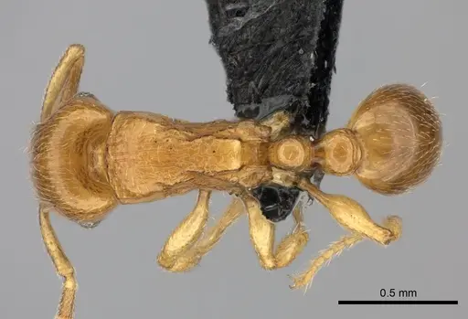 Tetramorium cognatum - CASENT0498096
