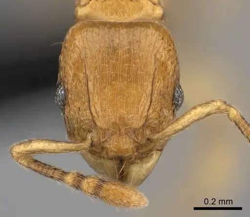 Tetramorium cognatum - CASENT0498096