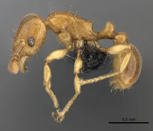 Tetramorium cognatum - CASENT0498096