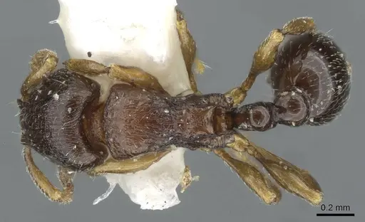 Tetramorium cognatum - CASENT0911248