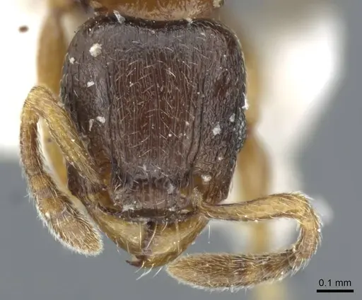 Tetramorium cognatum - CASENT0911248