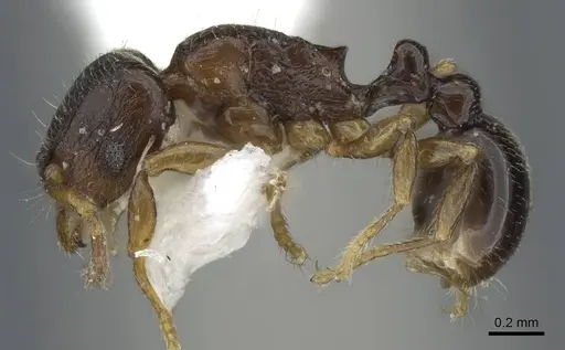 Tetramorium cognatum - CASENT0911248