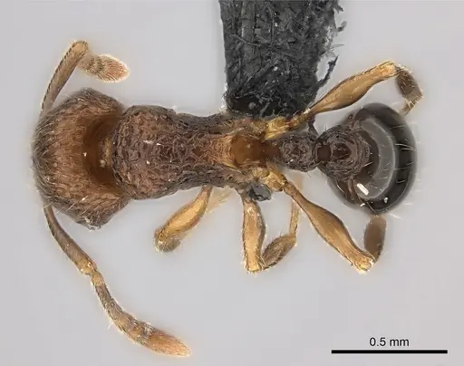 Tetramorium coillum specimen