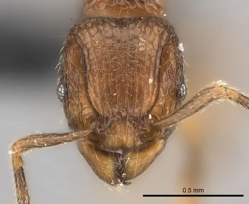 Tetramorium coillum specimen