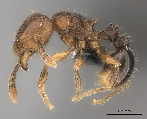 Tetramorium coillum specimen
