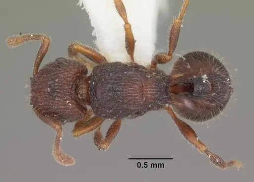 Tetramorium coillum - CASENT0102351
