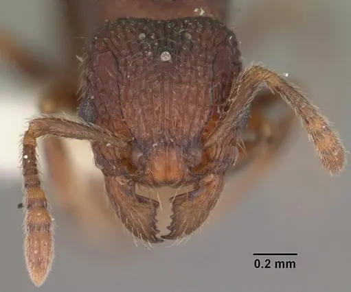 Tetramorium coillum - CASENT0102351