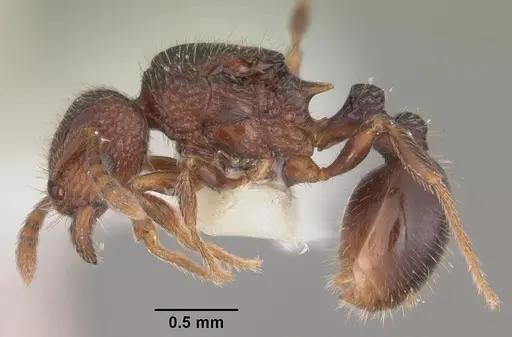 Tetramorium coillum - CASENT0102351