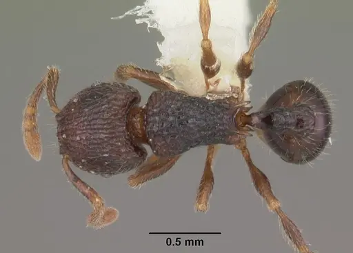Tetramorium coillum - CASENT0102352