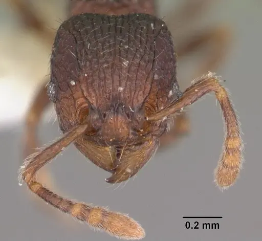 Tetramorium coillum - CASENT0102352