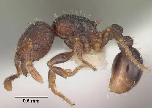 Tetramorium coillum - CASENT0102352