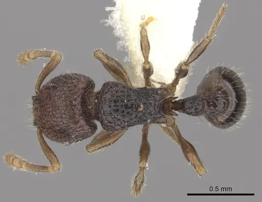Tetramorium coillum - CASENT0235219