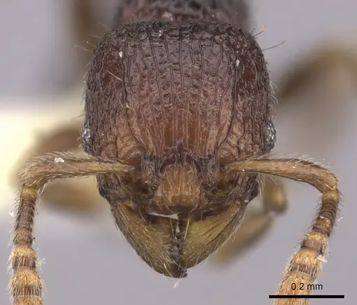 Tetramorium coillum - CASENT0235219