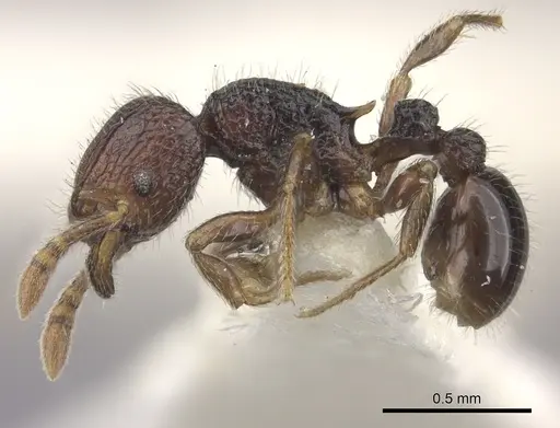 Tetramorium coillum - CASENT0235219