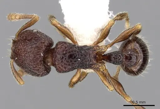 Tetramorium coillum - CASENT0280586