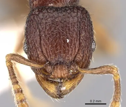 Tetramorium coillum - CASENT0280586