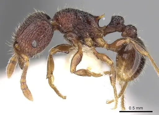 Tetramorium coillum - CASENT0280586