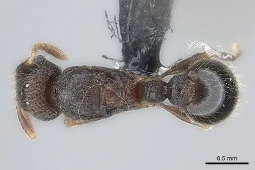 Tetramorium coillum - CASENT0481259