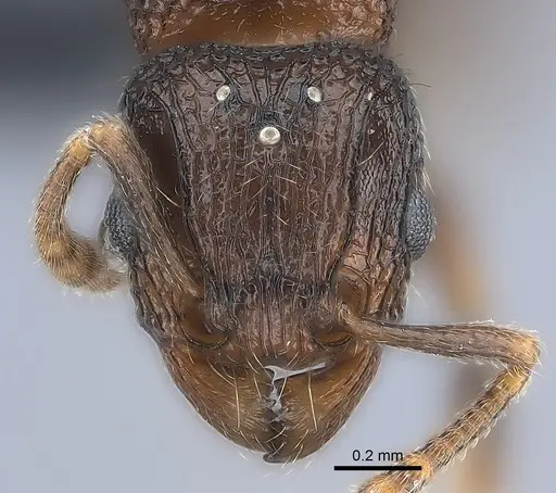 Tetramorium coillum - CASENT0481259