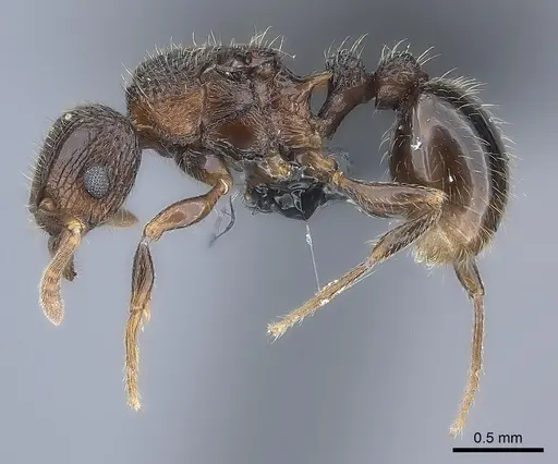 Tetramorium coillum - CASENT0481259